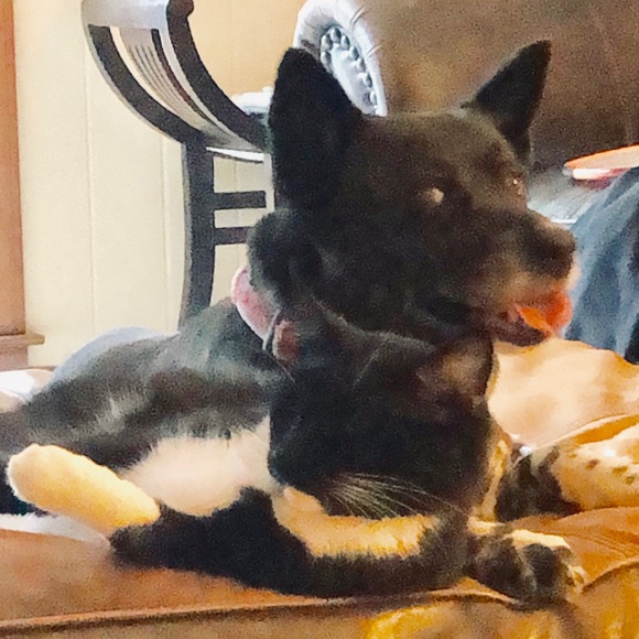 Meet your Posher, Gigi - Picture 2 of 4